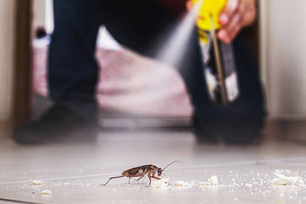 Best Flea Control Services  in Sandston, VA
