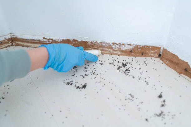 Best Residential Pest Control  in Sandston, VA